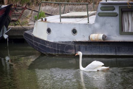 Foto de Hermoso cisne elegante en el lago tranquilo - Imagen libre de derechos