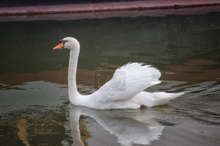 Téléchargez les photos : Beau cygne élégant sur le lac calme - en image libre de droit
