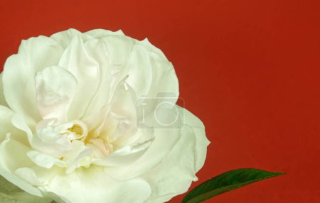 Photo for Elegant floral background. Beautiful flowers - Royalty Free Image