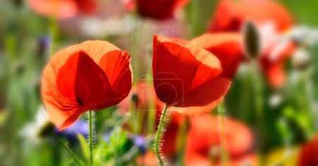 Téléchargez les photos : Élégant fond floral. De belles fleurs - en image libre de droit