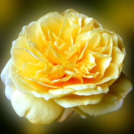 Foto de Fondo floral elegante. Hermosa flor - Imagen libre de derechos