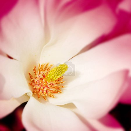 Téléchargez les photos : Élégant fond floral. Belle fleur - en image libre de droit