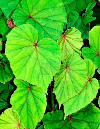 Téléchargez les photos : Fond floral avec des feuilles vertes - en image libre de droit