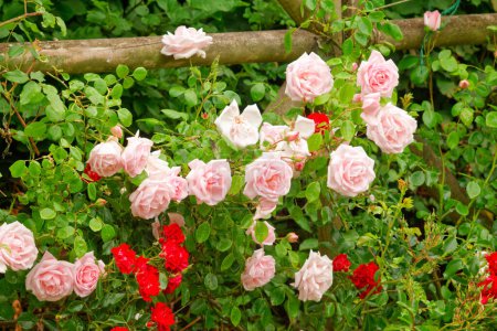 Téléchargez les photos : Élégant fond floral. Belle fleur - en image libre de droit