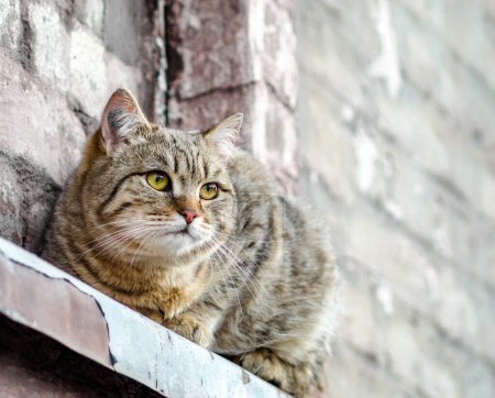 Téléchargez les photos : Chat assis sur le rebord de la fenêtre d'une vieille maison et montres - en image libre de droit