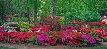 Foto de Flores de colores en el fondo de la naturaleza jardín - Imagen libre de derechos