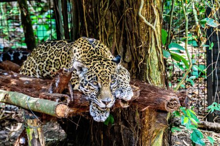 Téléchargez les photos : Fermer Jaguar dans la jungle du Belize - en image libre de droit