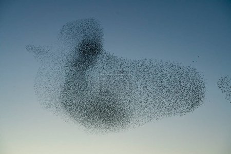 Photo for Beautiful large flock of starlings (Sturnus vulgaris) - Royalty Free Image