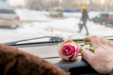 Téléchargez les photos : Main du conducteur de la voiture atteint pour une fleur de rose écarlate - en image libre de droit