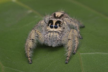 Foto de Macro de insecto araña. Insectos en la naturaleza - Imagen libre de derechos