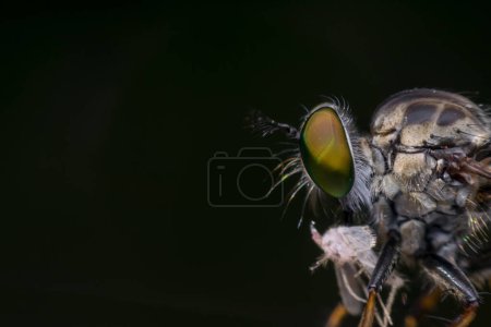 Téléchargez les photos : "Macro de mouche (mouche voleuse, asilidae, prédateur) insecte - en image libre de droit