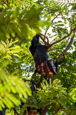 Téléchargez les photos : Chauve-souris (renard volant) suspendue à un arbre - en image libre de droit