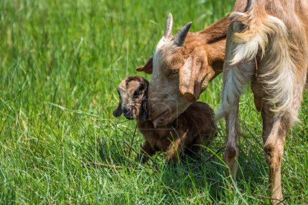 Téléchargez les photos : Chèvre bébé un nouveau-né et mère chèvre - en image libre de droit
