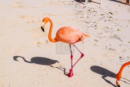 Téléchargez les photos : Paysage de plage tropicale et flamants roses - en image libre de droit
