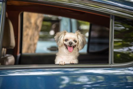 Photo for Dog so cute sitting inside a car wait for travel - Royalty Free Image