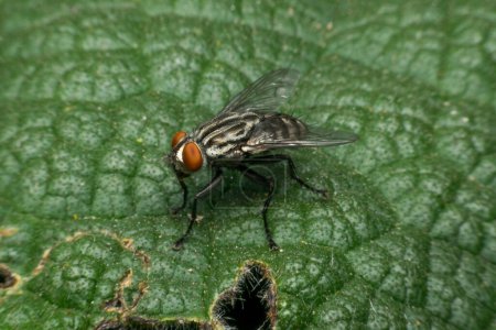 Téléchargez les photos : Macro d'insecte mouche - en image libre de droit