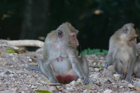 Téléchargez les photos : Singes mignons assis sur le sol dans le zoo - en image libre de droit