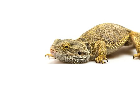Photo for Closeup view of Agama lizard - Royalty Free Image