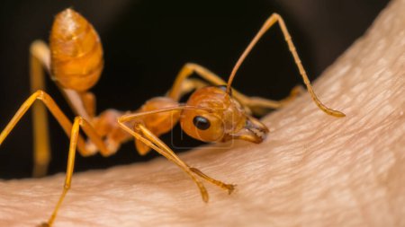 Téléchargez les photos : Macro de fourmi (fourmi rouge) mordant sur la peau humaine - en image libre de droit