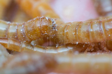 Foto de Macro de gusano de la comida en una granja, de cerca - Imagen libre de derechos