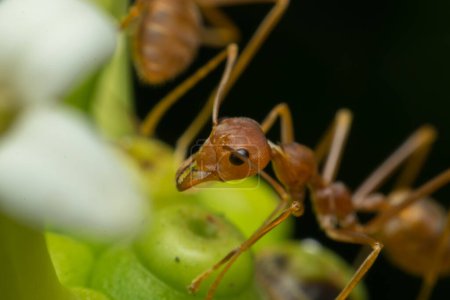 Téléchargez les photos : Macro de fourmi rouge, gros plan - en image libre de droit