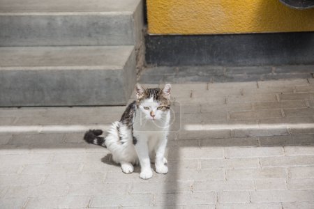 Téléchargez les photos : Chat domestique gris blanc sur les escaliers - en image libre de droit