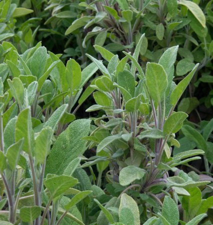 Foto de Salvia - hierba culinaria, de cerca - Imagen libre de derechos