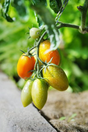 Photo for Tomato plant sprayed with protective mixture - Royalty Free Image