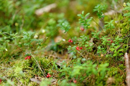 Photo for Wild forest berries on a bush - Royalty Free Image