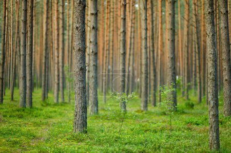 Photo for Summer forest scenery. Nature, flora background - Royalty Free Image