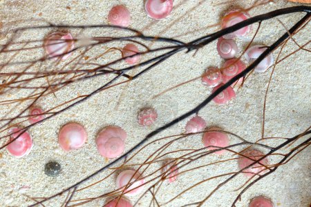 Téléchargez les photos : Vue des escargots boutons roses - en image libre de droit