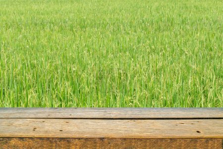 Foto de Vista panorámica del campo de arroz verde - Imagen libre de derechos
