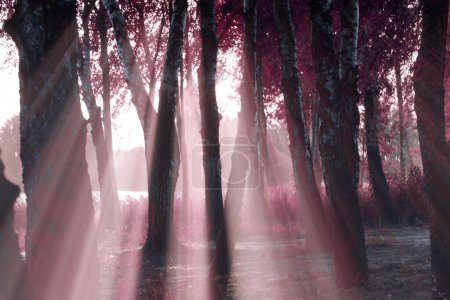 Téléchargez les photos : Rayons de soleil à travers les arbres - en image libre de droit