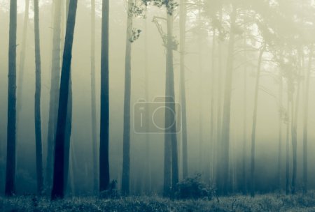 Téléchargez les photos : Foggy matin à la forêt, fond de la nature - en image libre de droit