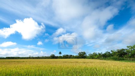 Foto de Campo de oro del cuerpo de arroz maduro en el campo - Imagen libre de derechos