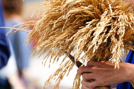 Téléchargez les photos : Corps de riz dans le défilé des récoltes - en image libre de droit