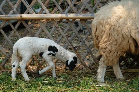 Photo for Mother and baby lambs - Royalty Free Image