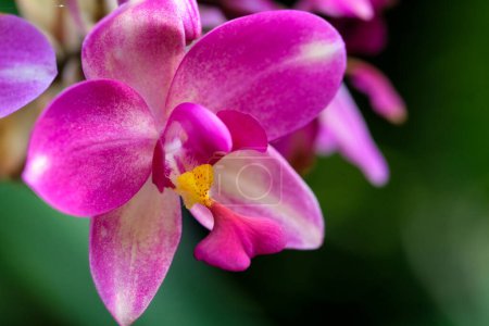 Foto de Hermosas flores de orquídea púrpura, pétalos violetas - Imagen libre de derechos