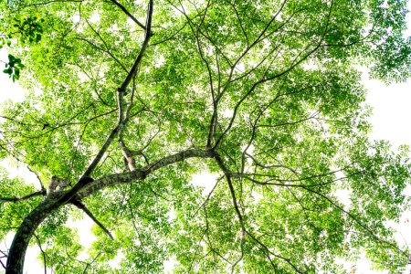 Téléchargez les photos : Forêt tropicale vue sur arbre - en image libre de droit