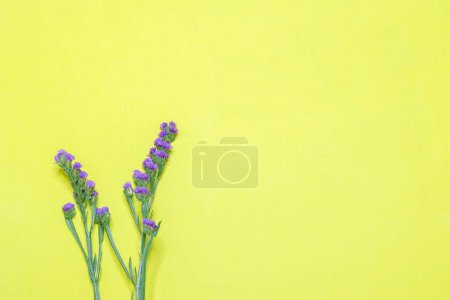 Photo for Purple statice. Beautiful floral background - Royalty Free Image