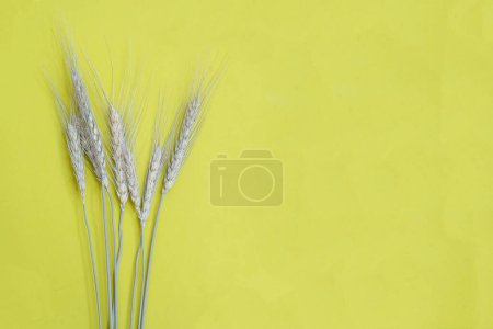 Photo for Dried wheat grass background, close up - Royalty Free Image