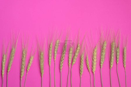 Photo for Dried wheat grass on pink background - Royalty Free Image