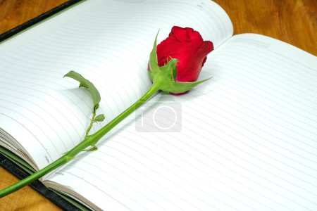 Téléchargez les photos : Une seule rose rouge sur fond, gros plan - en image libre de droit