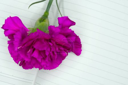 Téléchargez les photos : Un œillet violet sur une page d'un carnet - en image libre de droit