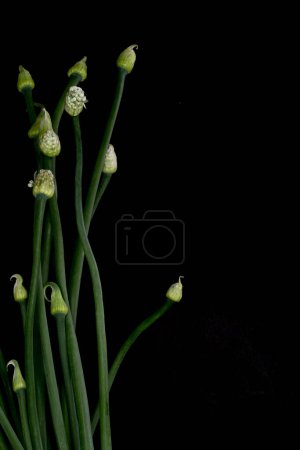 Photo for Chinese garlic flowers on background, close up - Royalty Free Image