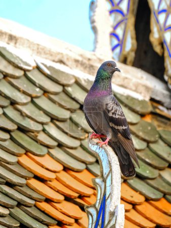 Téléchargez les photos : Un pigeon sur le toit d'un temple - en image libre de droit