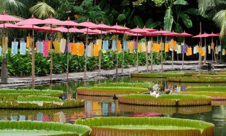 Téléchargez les photos : Un beau pont en bambou au bord de l'étang de lotus - en image libre de droit
