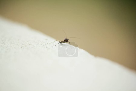 Photo for Small insect with legs on background - Royalty Free Image