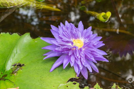 Téléchargez les photos : Belle fleur de lotus en fleurs dans l'étang - en image libre de droit