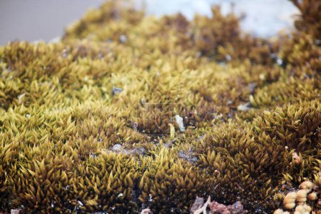 Photo for Dry moss in nature on the rock on background - Royalty Free Image